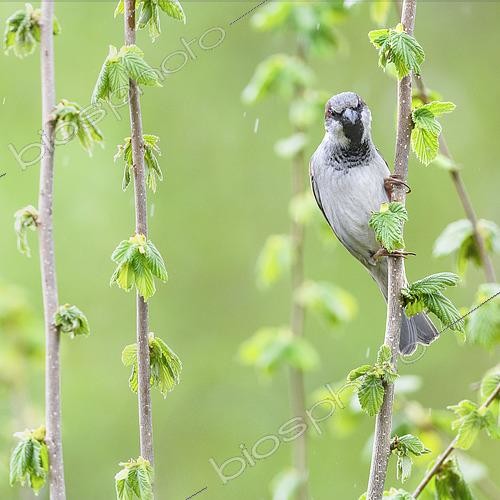 Biosphoto | 2612644 | House Sparrow (Passer domesticus) male clinging to a hazel branch after a rain shower - Auvergne - France. | &copy; Monique Morin / Biosphoto