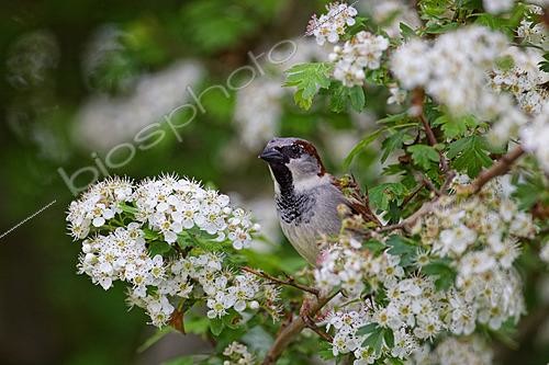 Biosphoto | 2626013 | House Sparrow (Passer domesticus) on a flowering hawthorn branch in a hedge during spring, Gironde, Nouvelle-Aquitaine, France. | &copy; Bernard Dubreuil / Biosphoto