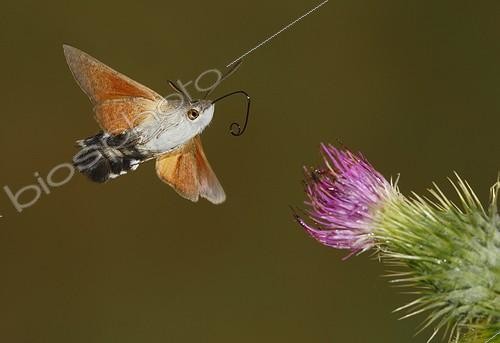Biosphoto | 2009165 | Hummingbird hawk-moth in flight - Spain | &copy; Mario Cea Sanchez / Biosphoto