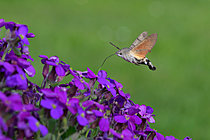 Biosphoto | 2627037 | Hummingbird Hawk Moth (Macroglossum stellatarum), Lorraine, France | &copy; Régis Cavignaux / Biosphoto