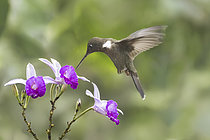 Biosphoto | 2619383 | Hummingbird in hovering flight, inserting their long slender beak into the flower to extract nectar. The flower is an orchid of the genus Sobralia, often referred to as 