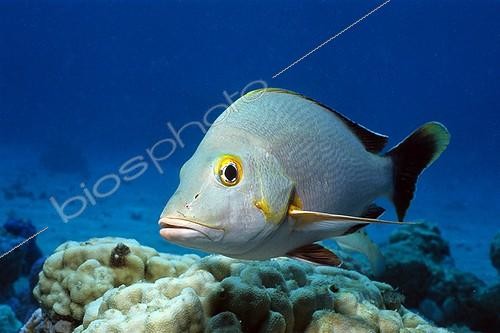 Biosphoto | 652631 | Humpback Red Snapper swimming near the seabed Tuamotu | &copy; Didier Brandelet / Biosphoto