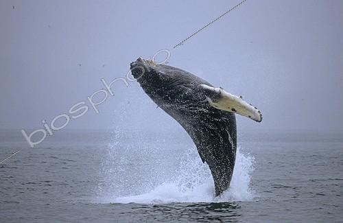 Biosphoto | 179415 | Humpback whale jumping Glacier Bay NP Alaska | &copy; Robert Valarcher / Biosphoto