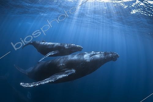 Biosphoto | 2587895 | Humpback whale (Megaptera novaeangliae), mother, calf and escort group criss-crossing the translucent blue waters of Reunion Island. | &copy; Gabriel Barathieu / Biosphoto