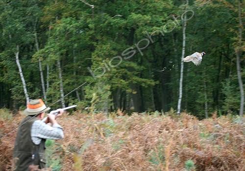 Biosphoto | 1419429 | Hunter aiming a ring necked Pheasant in autumn France | &copy; Dominique Gest / Biosphoto