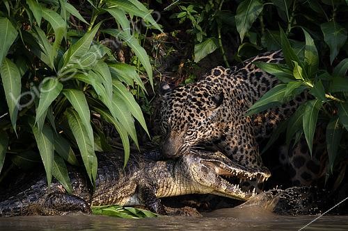 Biosphoto | 2602992 | Hunting scene of a jaguar (Panthera onca) catching a yacare caiman (Caiman yacare) by the neck in Pantanal, Brazil | &copy; Clément Fontaine / Biosphoto