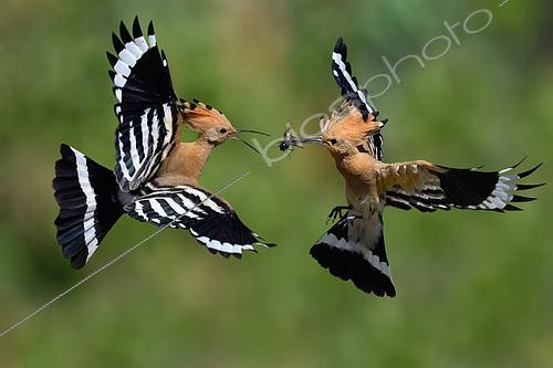 Biosphoto | 2449532 | Huppe fasciée (Upupa epops), passage de proie entre le mâle et la femelle en vol, Parc naturel régional des Vosges du Nord, France | &copy; Michel Rauch / Biosphoto
