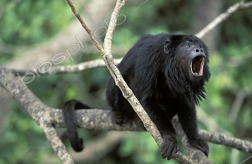 Biosphoto | 13305 | Hurleur noir mâle baillant dans un arbre Pantanal Brésil | &copy; Theo Allofs / Biosphoto