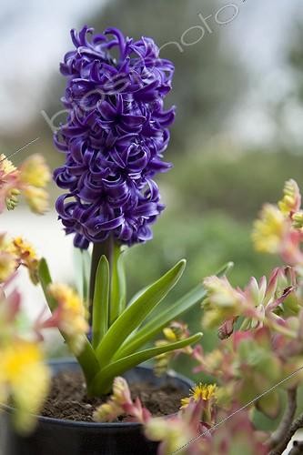 Biosphoto | 469966 | Hyacinth 'Blue Pearl' in pot Provence | &copy; Philippe Giraud / Biosphoto