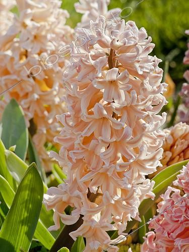 Biosphoto | 2149733 | Hyacinth 'Gipsy Queen' in bloom in a garden | &copy; Alain Kubacsi / Biosphoto