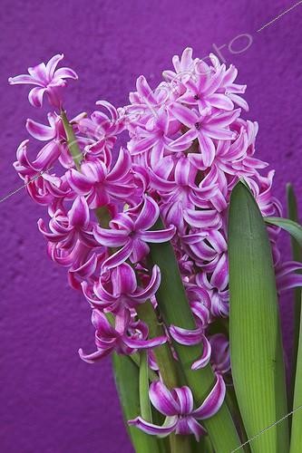 Biosphoto | 1778338 | Hyacinth ; Hyacinthus cultivar, Hyacinth, Pink subject, Purple background. | &copy; Iris Pitcher / Flowerphotos / Biosphoto