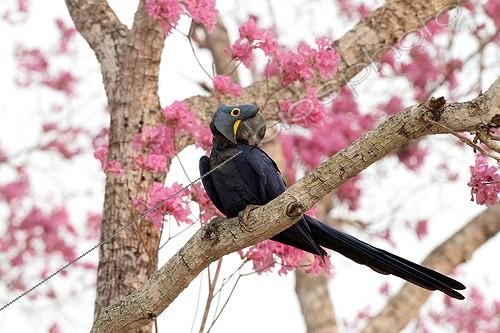 Biosphoto | 1167951 | Hyacinth Macaw perched in a pink Ipe Pantanal | &copy; Stéphan Bonneau / Biosphoto