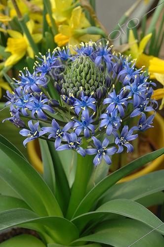 Biosphoto | 1989916 | Hyacinth of Peru in bloom in a garden | &copy; Catherine Fruhinsholz / Biosphoto