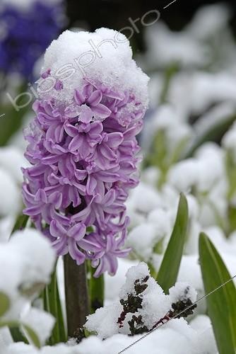 Biosphoto | 294589 | Hyacinth violet in flower under the snow of the showers | &copy; Denis Bringard / Biosphoto