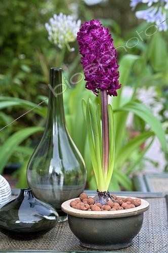 Biosphoto | 504803 | Hyacinth 'Woodstock' in bloom on a garden terrace | &copy; Frédéric Didillon / Biosphoto