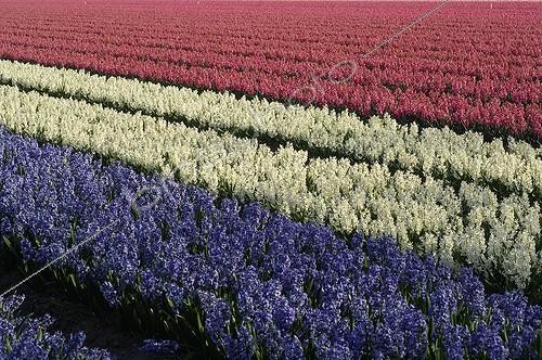 Biosphoto | 500267 | Hyacinths field coloured as french flag Holland | &copy; Régis Cavignaux / Biosphoto