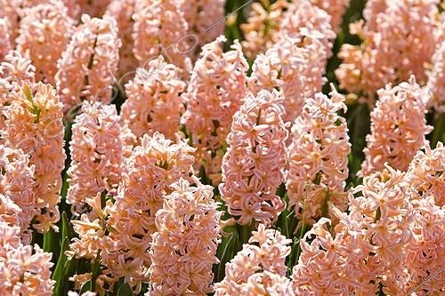 Biosphoto | 996133 | Hyacinths 'Gipsy Queen' in bloom at spring France | &copy; Michel Gunther / Biosphoto