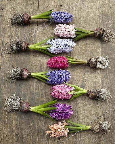 Biosphoto | 2128632 | Hyacinths in bloom collection, Hyacinthus Gipsy Queen, Hyacinthus Jan Bos, Hyacinthus Blue Eyes, Hyacinthus Pink Elephant, Hyacinthus Blue Tango, Hyacinthus Blue Jacket, Hyacinthus Pink Pearl, Hyacinthus Woodstock | &copy; Visions Pictures / Biosphoto