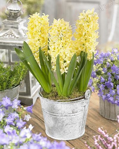 Biosphoto | 2092547 | Hyacinthus Gipsy Princess | &copy; Visions Pictures / Biosphoto