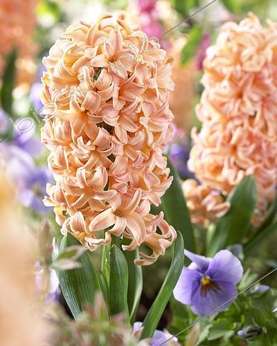 Biosphoto | 2573306 | Hyacinthus Gipsy Queen | &copy; VisionsPictures & Photography / Visions Pictures / Biosphoto