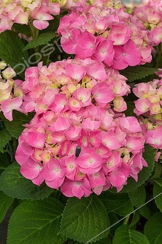 Biosphoto | 2083956 | Hydrangea flowers (Hydrangea macrophylla), Provence, France | &copy; Philippe Giraud / Biosgarden / Biosphoto