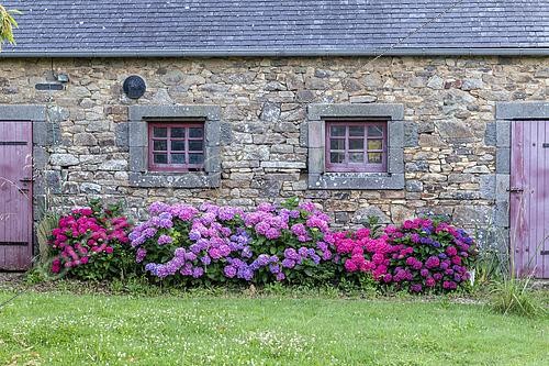 Biosphoto | 2525754 | Hydrangea (Hydrangea sp) in bloom on a stone façade, summer, Finistère, Brittany, France | &copy; Yann Avril / Biosphoto