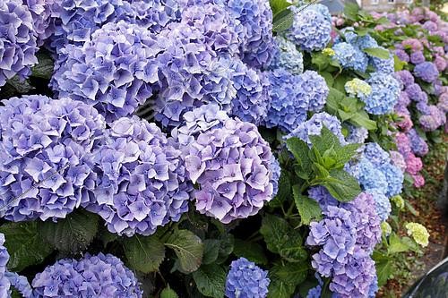Biosphoto | 2093285 | Hydrangea (Hydrangea sp) in Brittany, France | &copy; Jean-Luc & Françoise Ziegler / Biosphoto