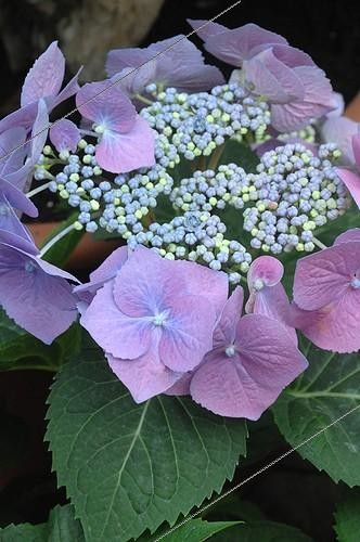 Biosphoto | 1999045 | Hydrangea in bloom in a garden | &copy; Catherine Fruhinsholz / Biosphoto