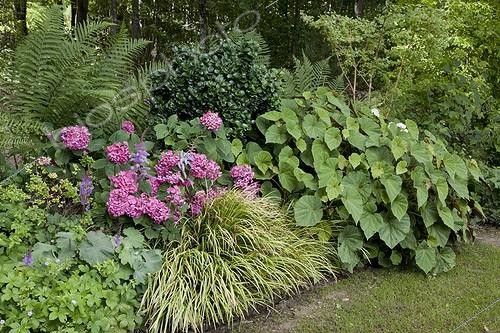 Biosphoto | 1181042 | Hydrangea 'L K 49' and begonia on a garden border ; And Japanese privet 'Rotondifolium' | &copy; NouN / Biosphoto