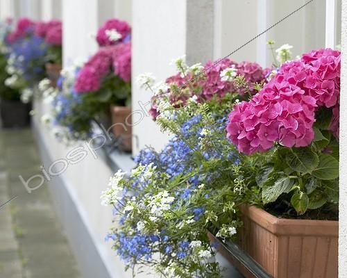 Biosphoto | 414359 | Hydrangea, Lobelia erinus, Verbena | &copy; Visions Pictures / Biosphoto