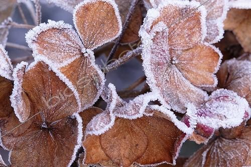Biosphoto | 939966 | Hydrangea macrophylla | &copy; Sue Kennedy / Flowerphotos / Biosphoto