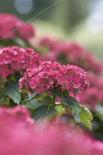 Biosphoto | 2541778 | Hydrangea macrophylla 'You and Me Together', flowers | &copy; Visions Pictures / Biosphoto