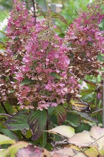 Biosphoto | 846454 | Hydrangea 'Pinky Winky' in bloom in a garden in autumn | &copy; NouN / Biosphoto