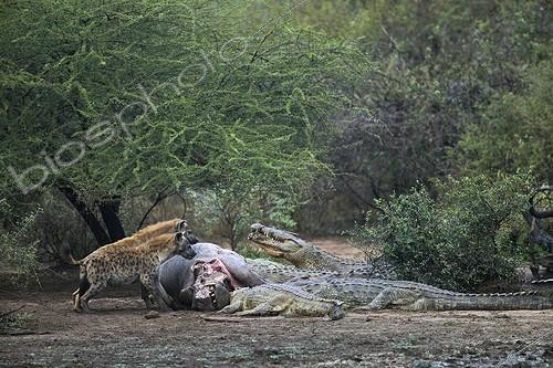 Biosphoto | 827403 | Hyenas and Nile Crocodile around death Common Hippopotamus ; Concours International de Photo Animalière et de Nature de Montier-en-Der 2011 - Category Séries numériques<br>Winner | &copy; Alain Mafart-Renodier / Biosphoto