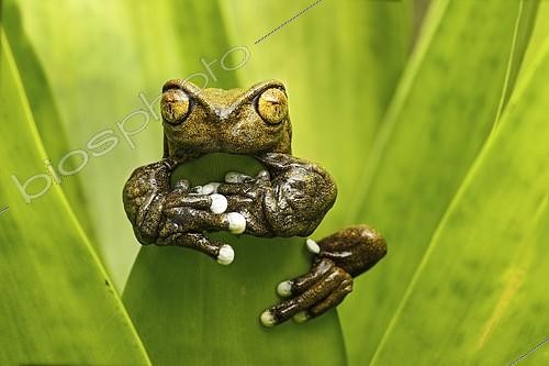 Biosphoto | 2082552 | Hyloscirtus tapichalaca (Hyloscirtus tapichalaca), neotropical tree frog clinging to leaf, Tapichalaca Reserve, Andean cloud forest, Ecuador, South America | &copy; Guenter Fischer / imageBROKER / Biosphoto
