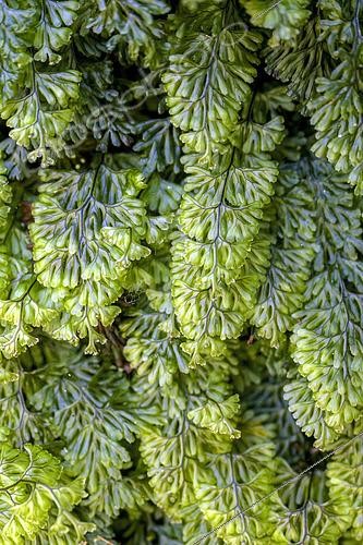 Biosphoto | 2595744 | Hyménophylle de Tunbridge (Hymenophyllum tunbrigense), petite fougère dont les frondes sont translucides, d'apparence fragile, elles ne comportent que quelques couches de cellules. Elle peut former des colonies importantes sur des rochers humides siliceux, souvent au milieu de mousses. Galice - Espagne | &copy; Jean-Philippe Delobelle / Biosphoto