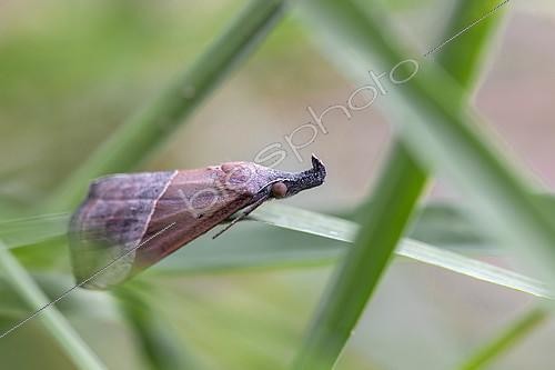 Biosphoto | 2487774 | Hypena moth (Hypena lividalis) on a blade of grass, Gard, France | &copy; Marie Aymerez / Biosphoto