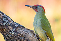 Biosphoto | 2628592 | Iberian Green Woodpecker (Picus sharpei) adult male. Crémenes, León province, Castilla y León, Spain. | &copy; Pablo Barrena / Biosphoto