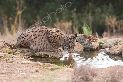 Biosphoto | 2602343 | Iberian lynx (Lynx pardinus) adult female drinking from a spring, province of Castilla la Mancha, Spain | &copy; Jean Mayet / Biosphoto