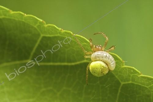 Biosphoto | 912248 | Ichneumon larva parasitizing a spider France | &copy; Joël Héras / Biosphoto
