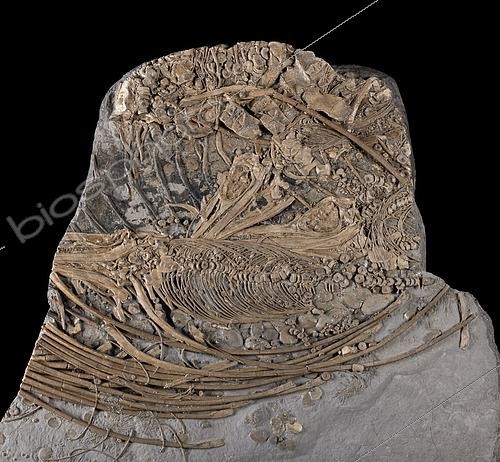 Biosphoto | 2552336 | Ichthyosaur. Ichthyosaurus sp. Hettangian (-200 million years). Bristol Bay, UK. Rib cage of a female containing at least 4 embryos. Extremely rare discovery in England where only 5 skeletons with embryos are known out of thousands of remains discovered since the beginning of the 19th century. This specimen is by far the best preserved.- Blouet brothers collection | &copy; Pascal Goetgheluck / Biosphoto