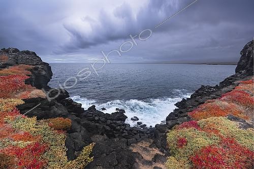 Biosphoto | 2620330 | L'île Plaza Sud (South Plaza Island). Falaise donnant sur l'océan pacifique sous un ciel d'orage. Les falaises et les rochers noirs sont formés de lave basaltique, témoignant de l'origine volcanique de l'archipel. Le ciel chargé et l'écume blanche des vagues se fracassant contre la roche sombre sont typiques des côtes sauvages de ces îles. Le tapis de végétation rouge et orangé est composé de Sesuvium (pourpier de mer). Cette plante change de couleur selon la saison : elle est vert vif pendant la saison des pluies et vire au rouge intense pendant la saison sèche pour conserver son humidité. Galapagos | &copy; Claudius Thiriet / Biosphoto