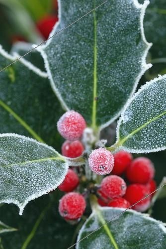 Biosphoto | 939962 | Ilex - variety not identified, Holly | &copy; Sue Kennedy / Flowerphotos / Biosphoto