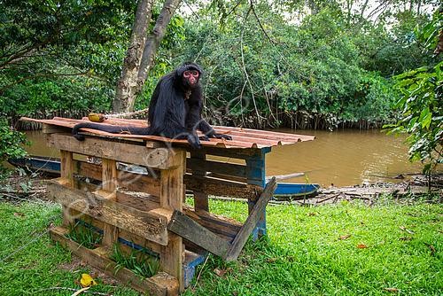 Biosphoto | 2467400 | Illegally detained black spider monkey (Ateles paniscus) sitting on a makeshift shelter attached by a rope in French Guiana | &copy; Stéphanie Meng / Biosphoto