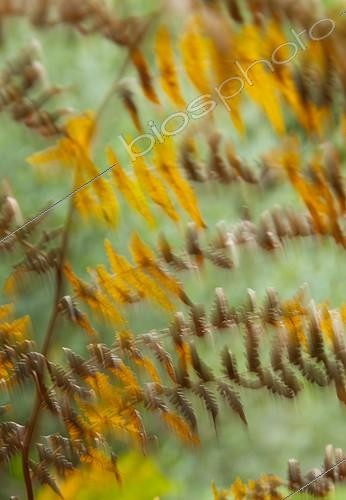 Biosphoto | 1658692 | Image motion effect on a fern leafing in autumn | &copy; Juan-Carlos Muñoz / Biosphoto