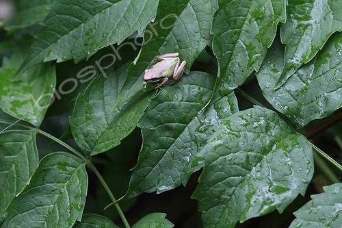 Biosphoto | 2008886 | Immature Green Tree Frog on leaf Tumpet creeper - France | &copy; Pascal Pittorino / Biosphoto