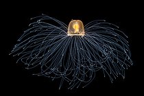 Biosphoto | 2544285 | Immortal jellyfish (Turritopsis nutricula), Tahiti, French Polynesia | &copy; Fabien Michenet / Biosphoto