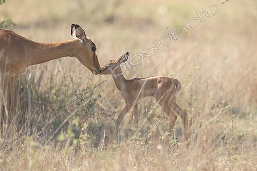 Biosphoto | 2081942 | Impala (Aepyceros melampus) cuddling between mother and young, Kgalagadi, South Africa | &copy; Tonino De Marco / Biosphoto