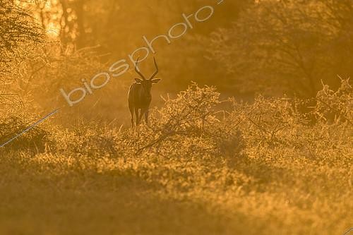 Biosphoto | 2081935 | Impala (Aepyceros melampus) walking at sunset, Mapungubwe, South Africa | &copy; Tonino De Marco / Biosphoto