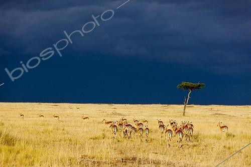 Biosphoto | 1631692 | Impalas herd and storm in the Masai Mara RN in Kenya | &copy; Michel & Christine Denis-Huot / Biosphoto